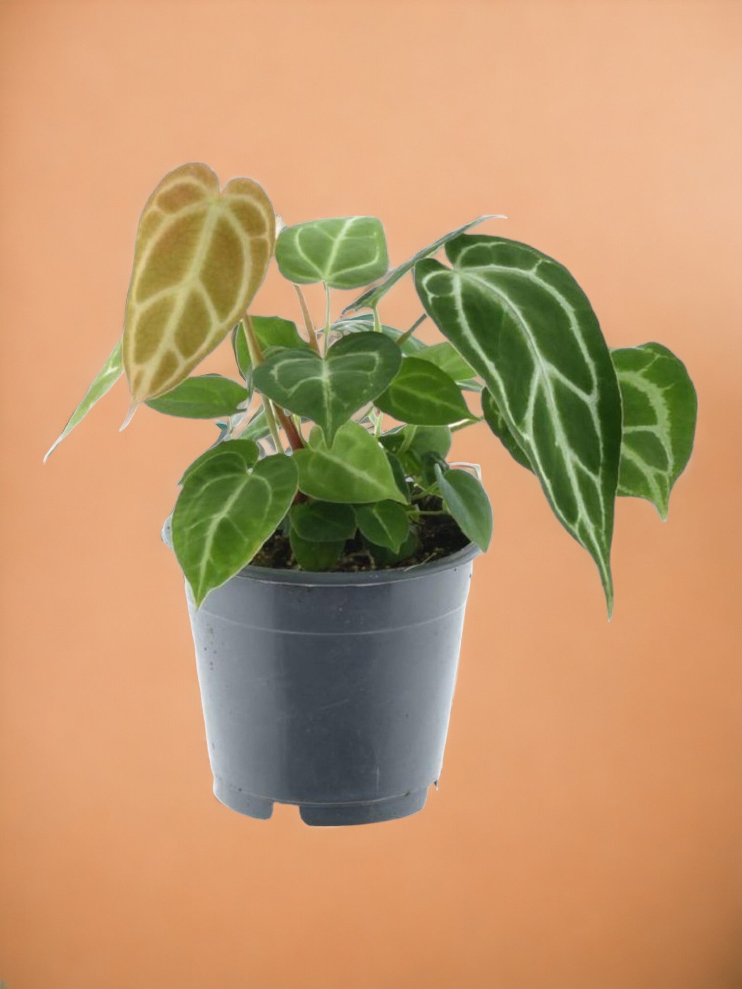 Entretien - Anthurium Chrystallium: Guide pratique