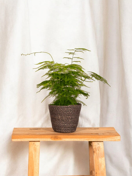 Entretien - Asparagus Plumosus: Guide pratique