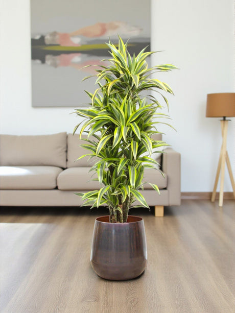 Entretien - Dracaena Lemon Lime: Guide pratique