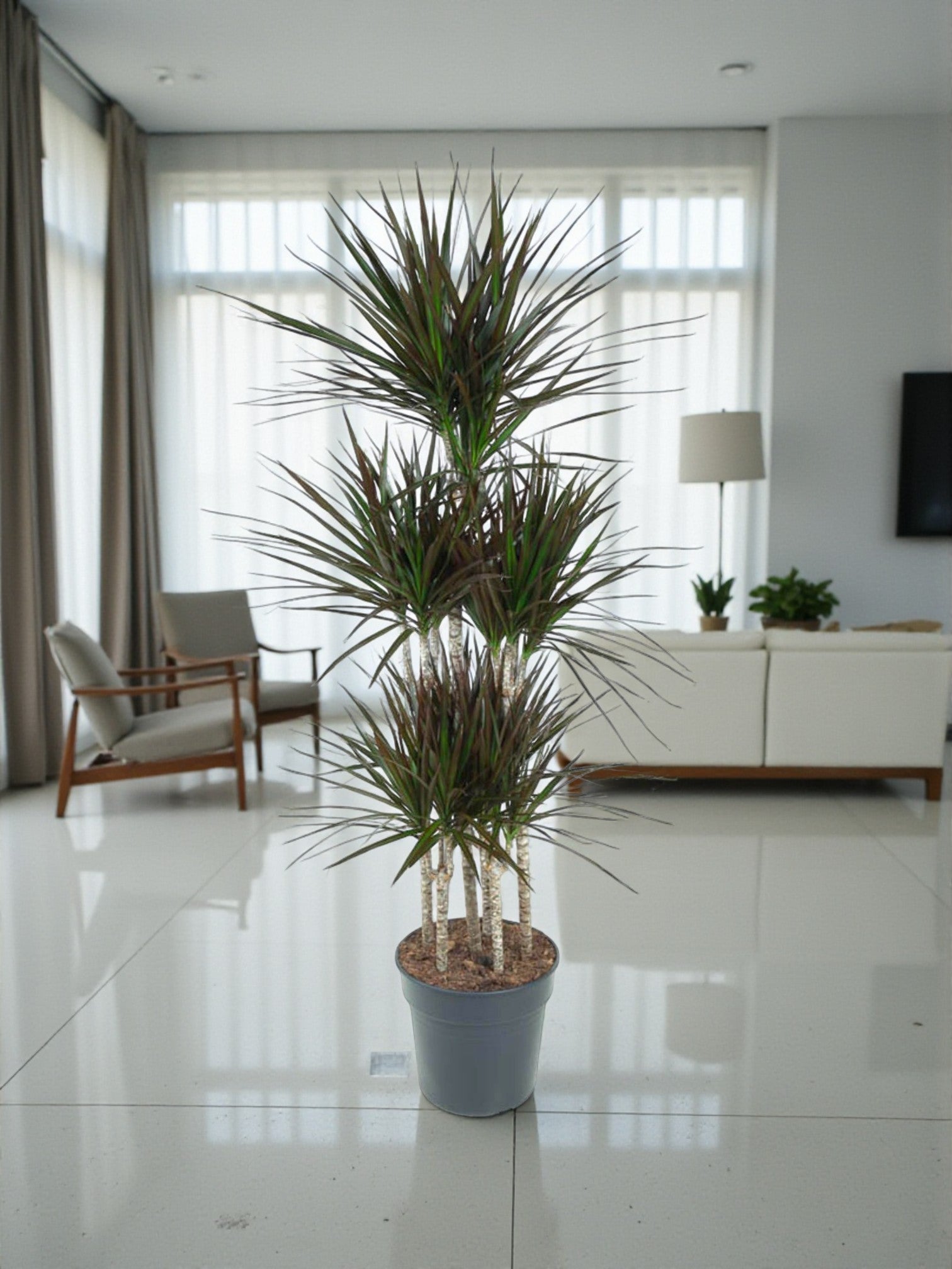 Entretien - Dracaena Magenta: Guide pratique