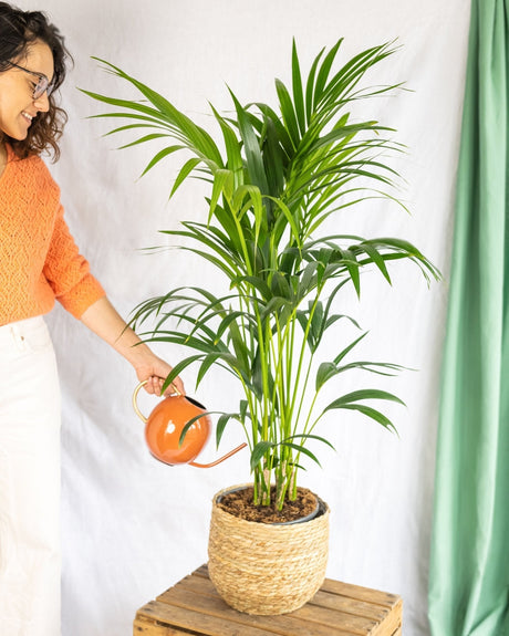 Entretien - Kentia Howea: Guide pratique
