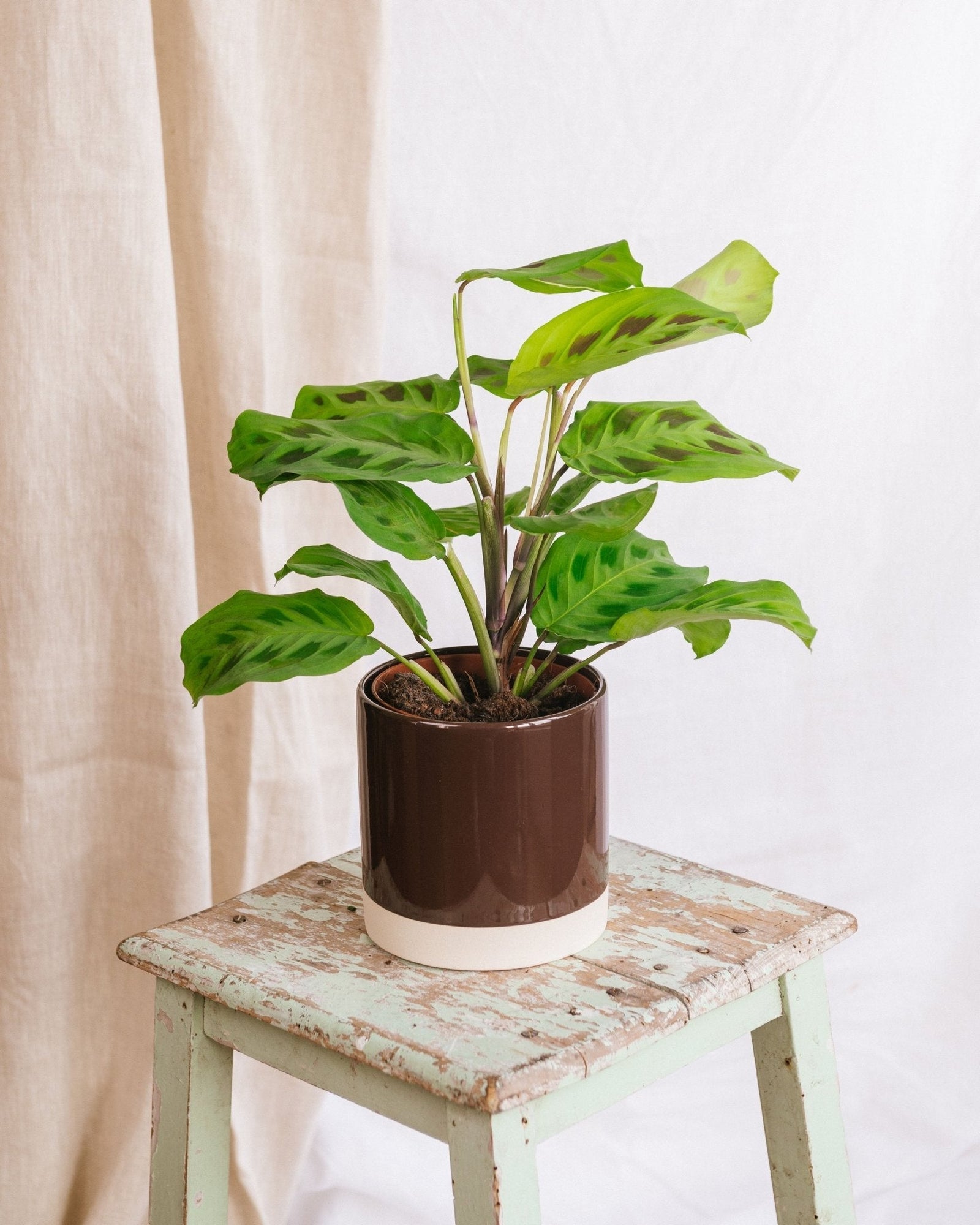 Entretien - Maranta kerchoveana: Guide pratique