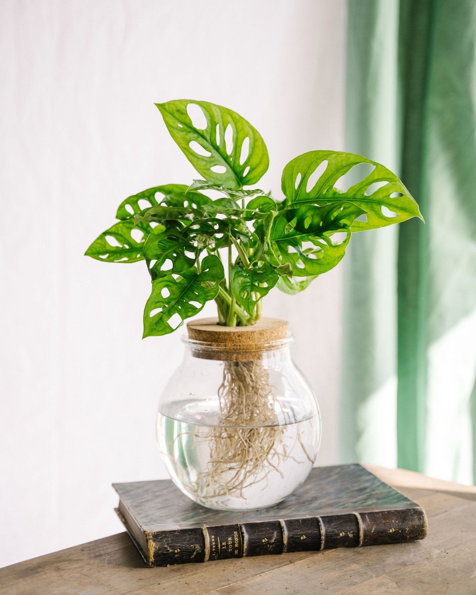 Entretien - Monstera Adansonii: Guide pratique