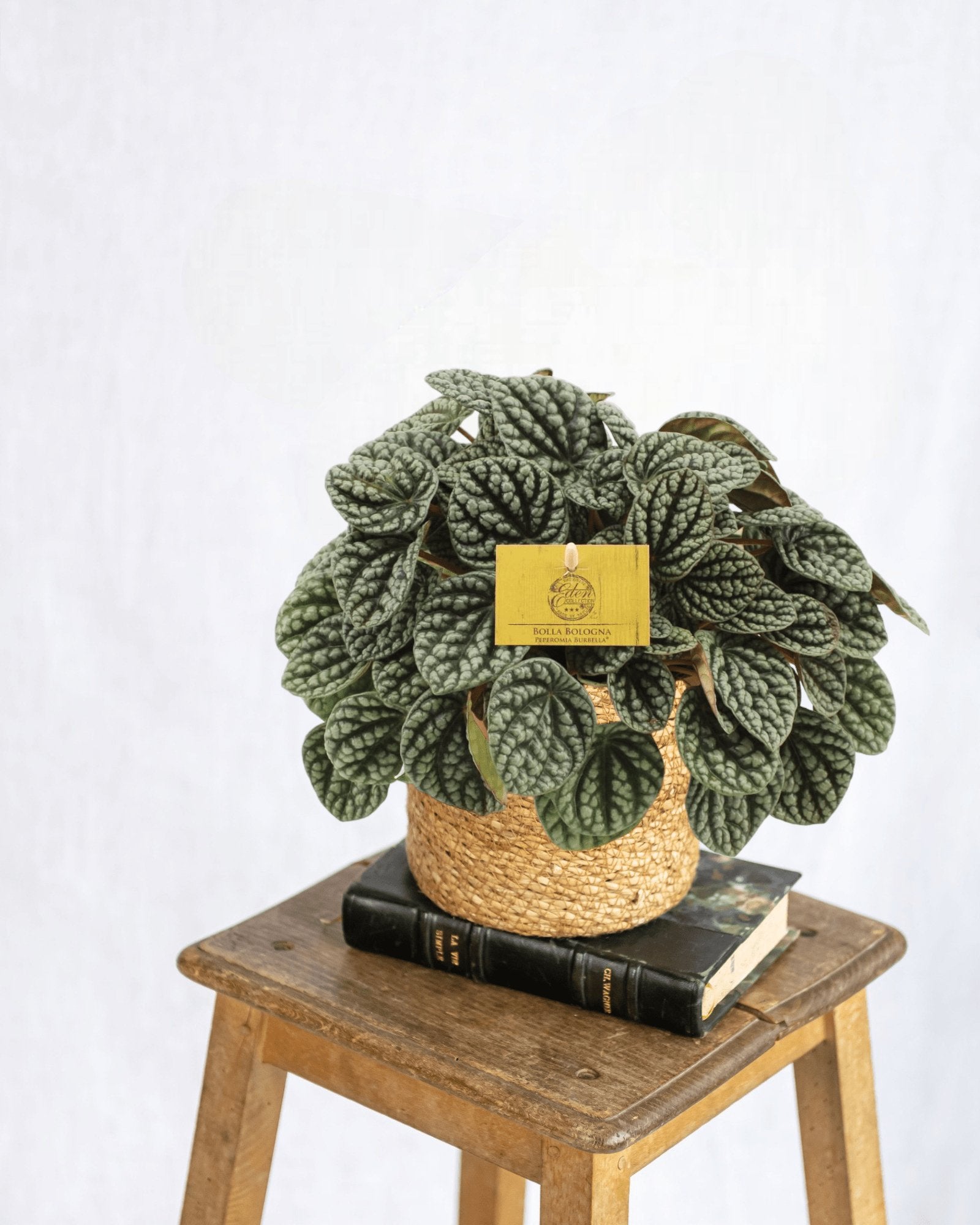 Entretien - Peperomia Burbella: Guide pratique