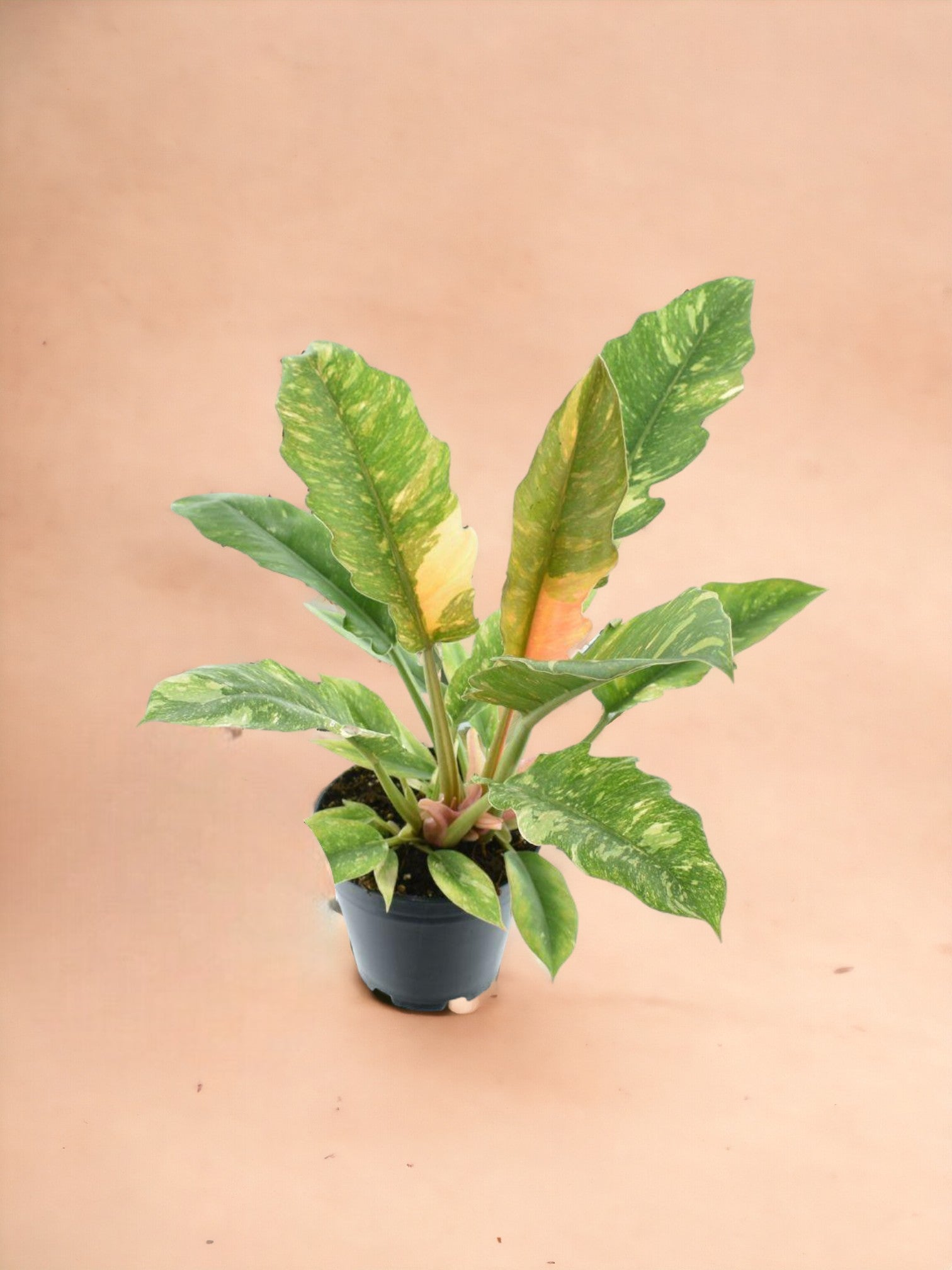 Entretien - Philodendron Ring Of Fire: Guide pratique