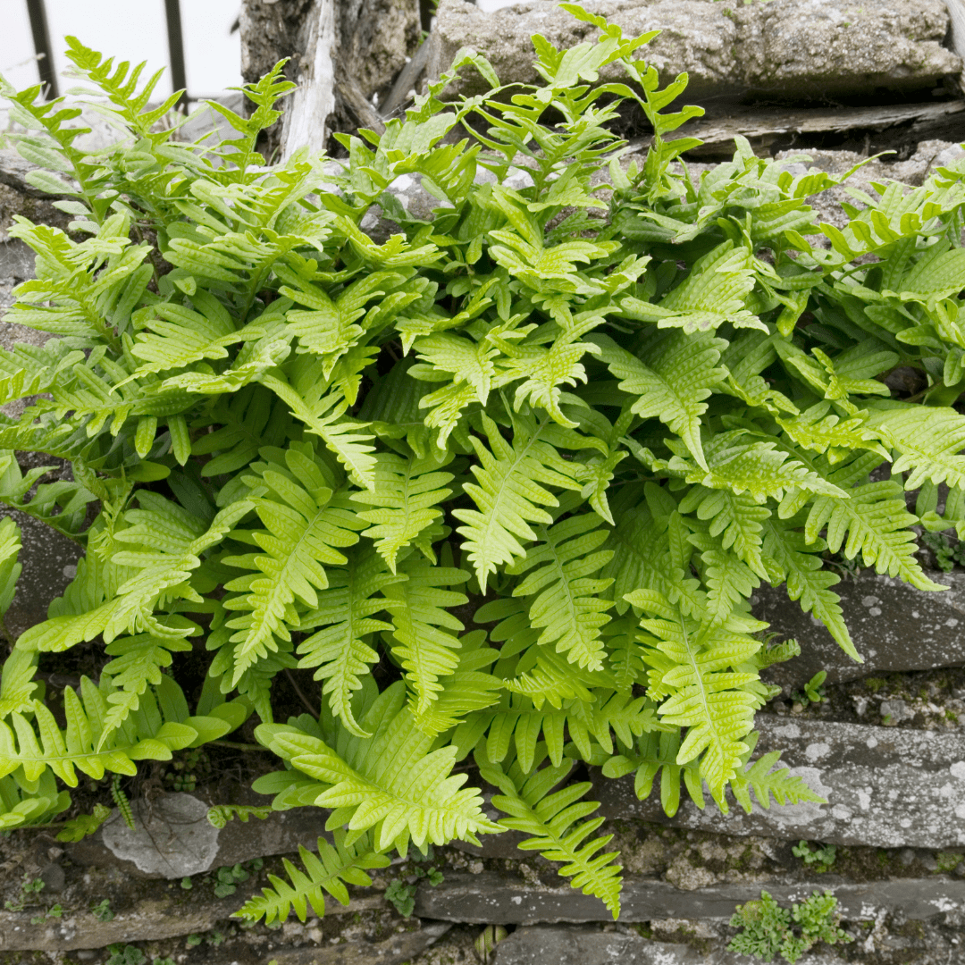 Ombre et fraîcheur : comment végétaliser un coin sombre de sa terrasse ?