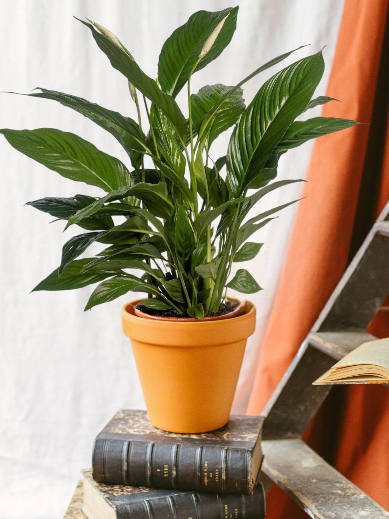 Spathiphyllum : Guide d’entretien complet