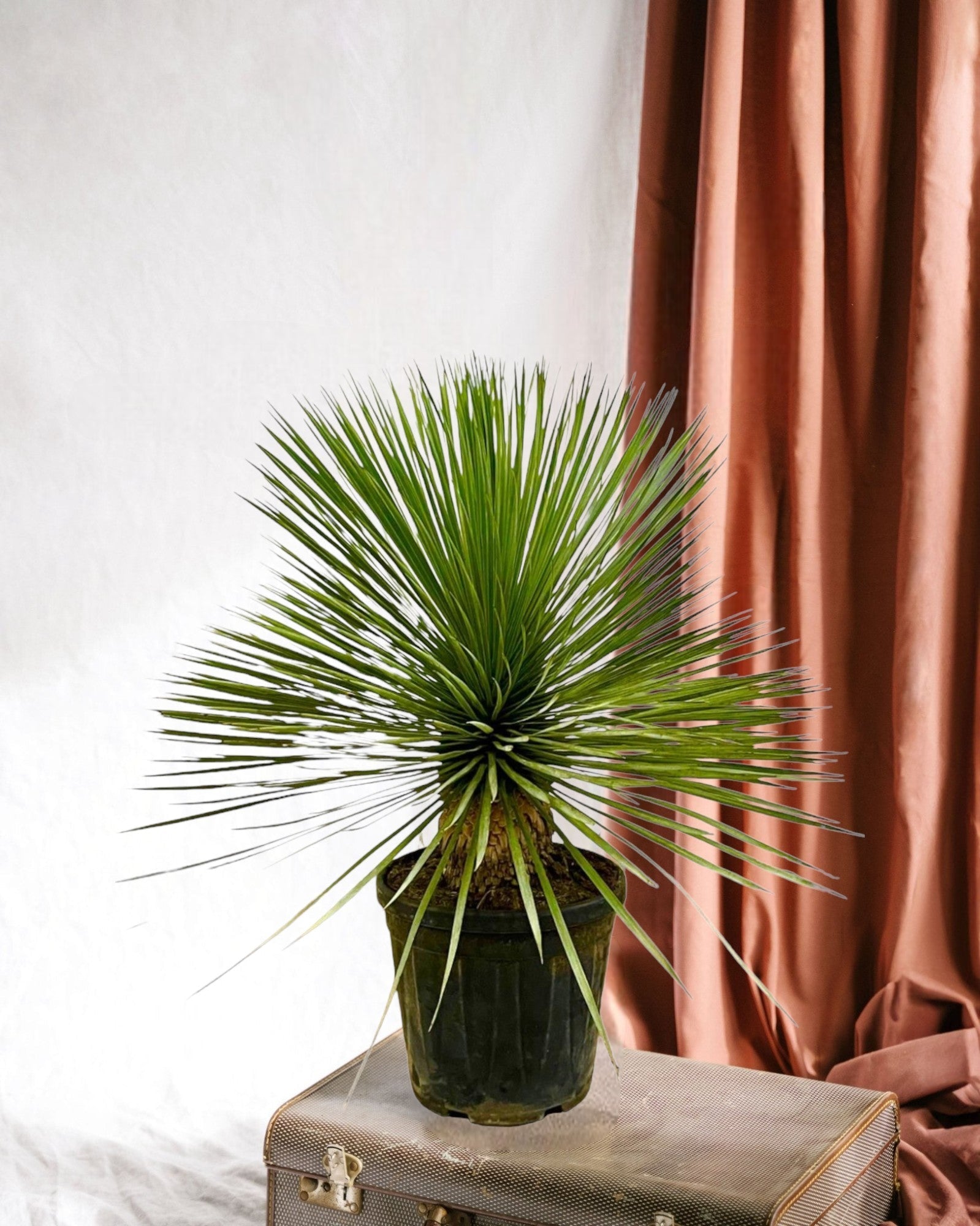 Entretien - Yucca Rostrata: Guide pratique