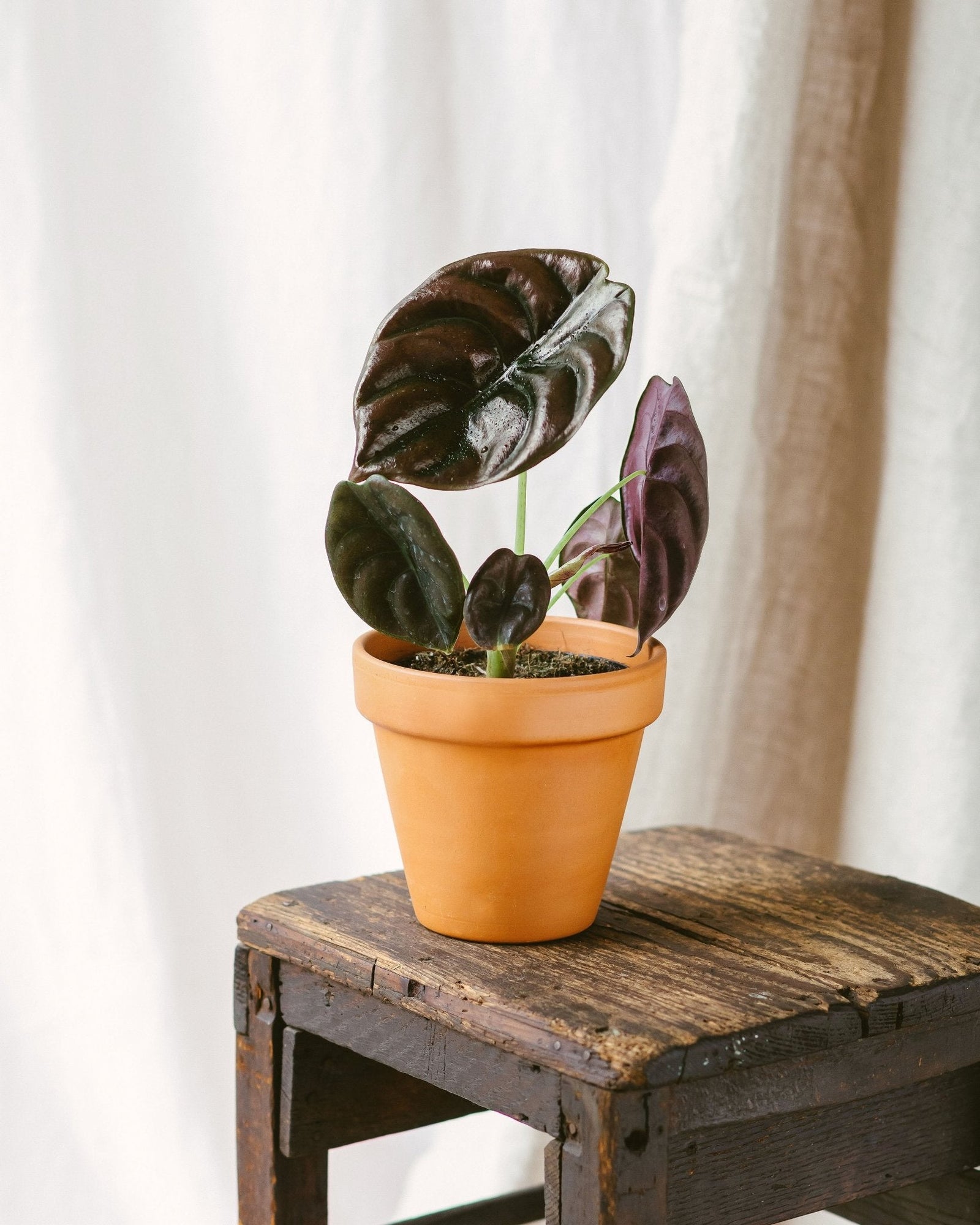 Alocasia Black Black Velvet - La Green Touch