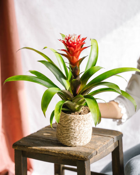 Bromelia Hope : Guide d’entretien complet - La Green Touch