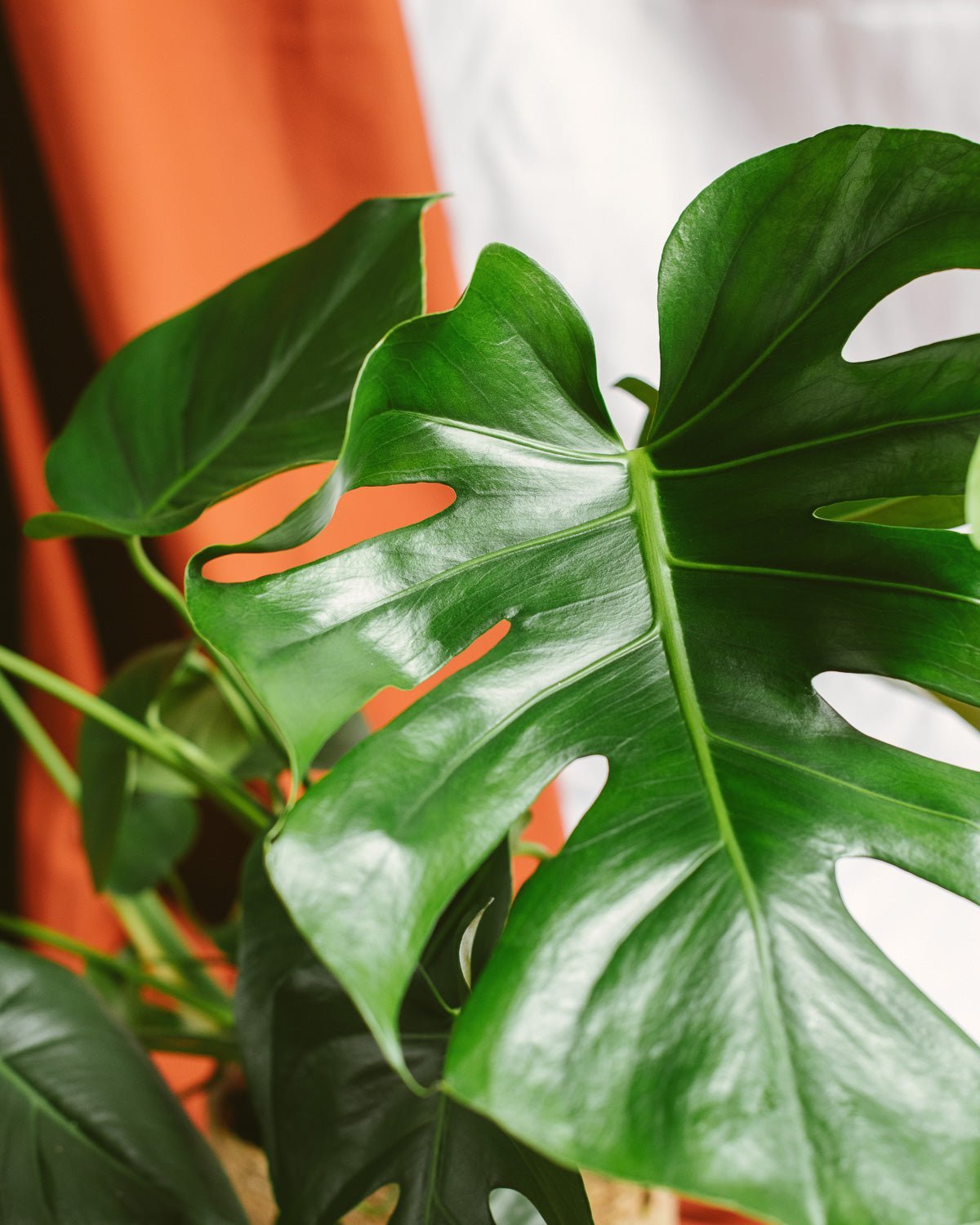 Comment nettoyer le feuillage de vos plantes d’intérieur ? - La Green Touch