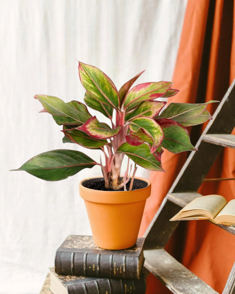 Entretien - Aglaonema Crete: Guide pratique - La Green Touch