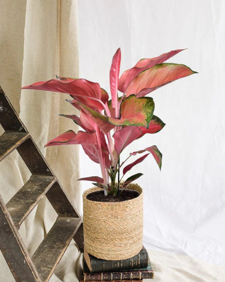 Entretien - Aglaonema Orange Star: Guide pratique - La Green Touch