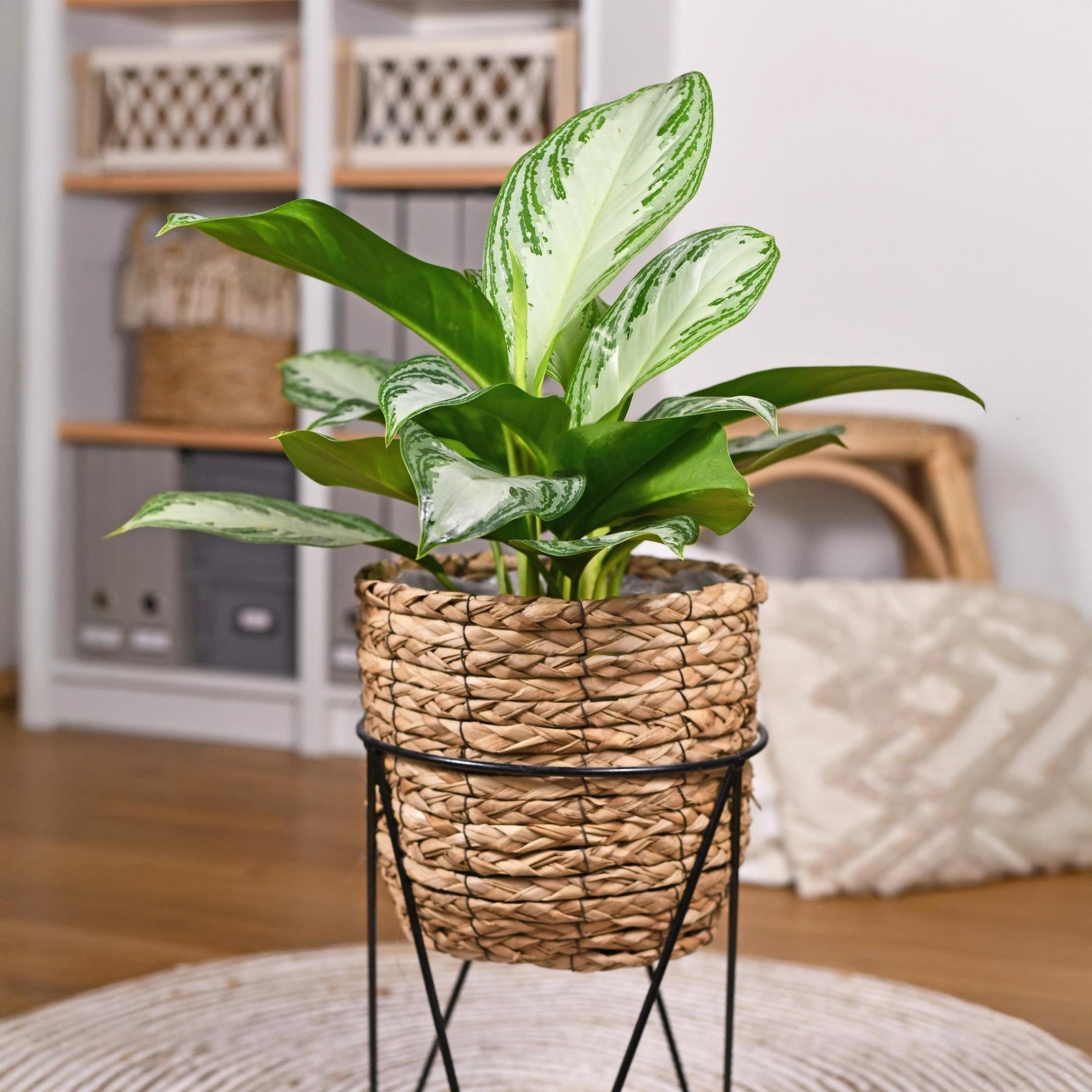 Entretien - Aglaonema Silver Bay: Guide pratique - La Green Touch