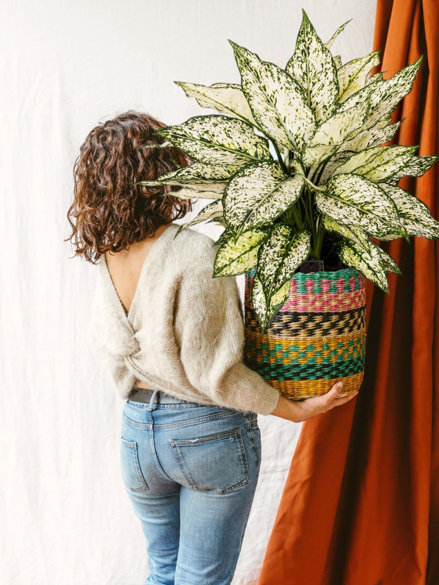 Entretien - Aglaonema White Kiwi: Guide pratique - La Green Touch