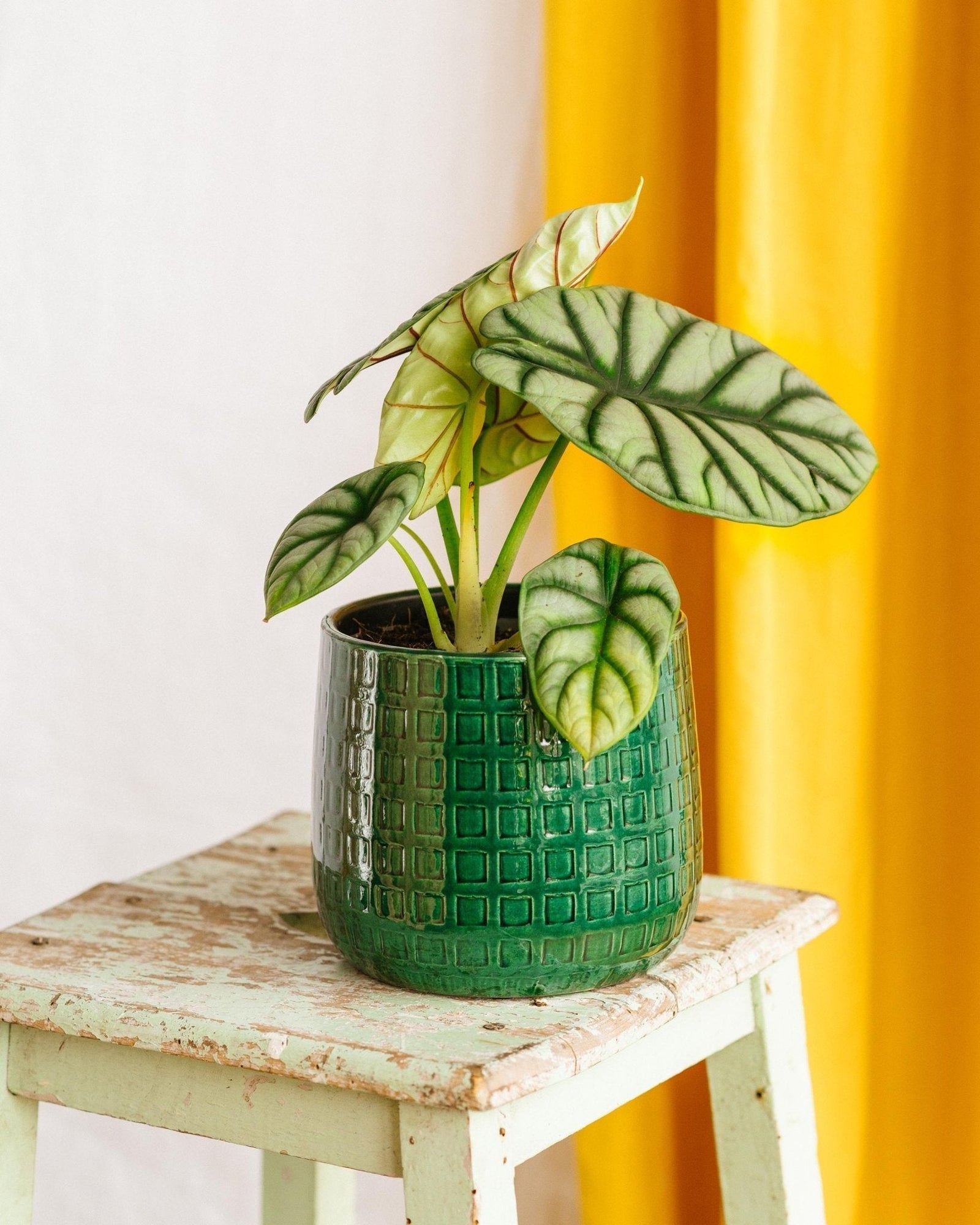 Entretien - Alocasia Dragon Scale Silver: Guide pratique - La Green Touch