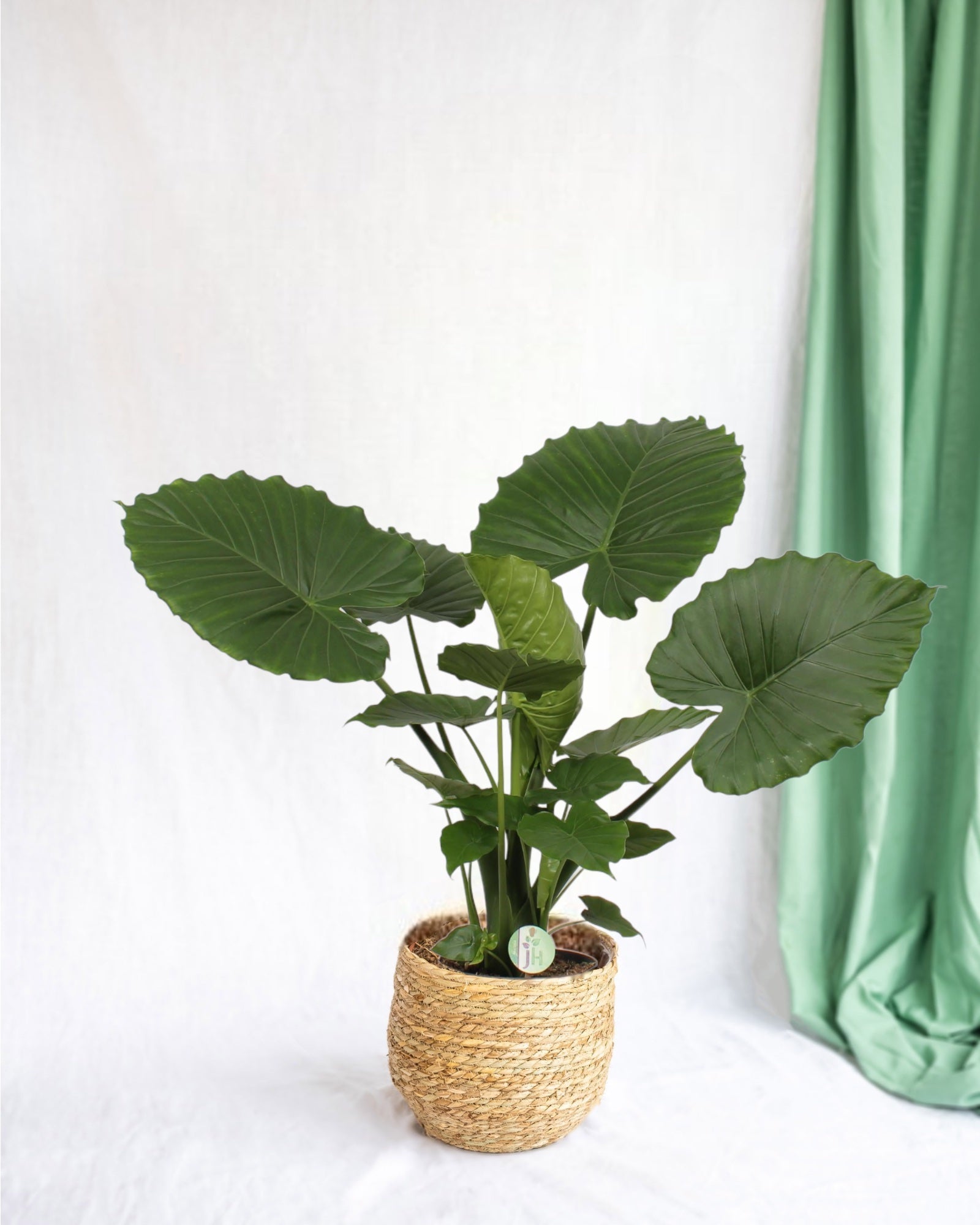 Entretien - Alocasia Gageana California: Guide pratique - La Green Touch