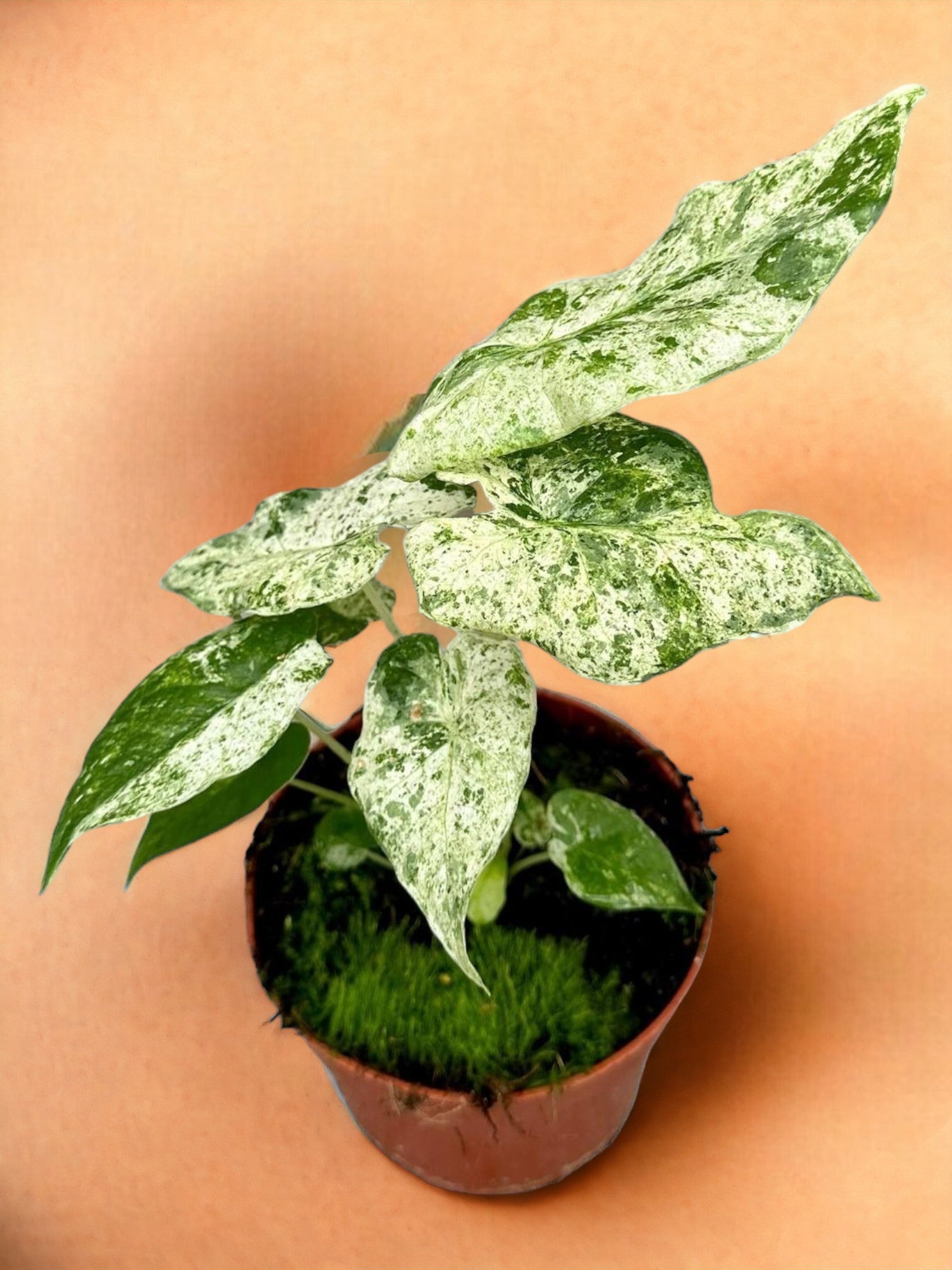 Entretien - Alocasia Macrorrhiza Splash: Guide pratique - La Green Touch