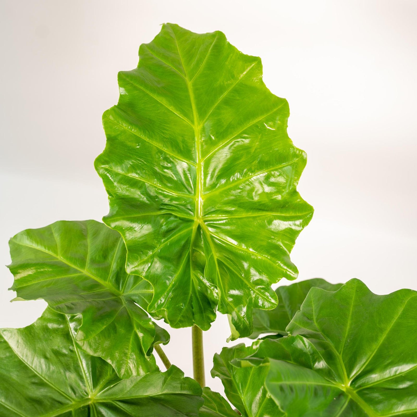 Entretien ALOCASIA PORTODORA - La Green Touch