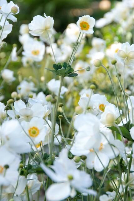Entretien - Anémone Du Japon (Anemone x hybrida) : Guide pratique - La Green Touch