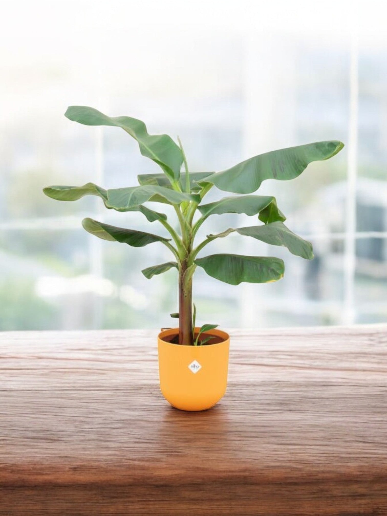 Entretien - Bananier Musa: Guide pratique - La Green Touch