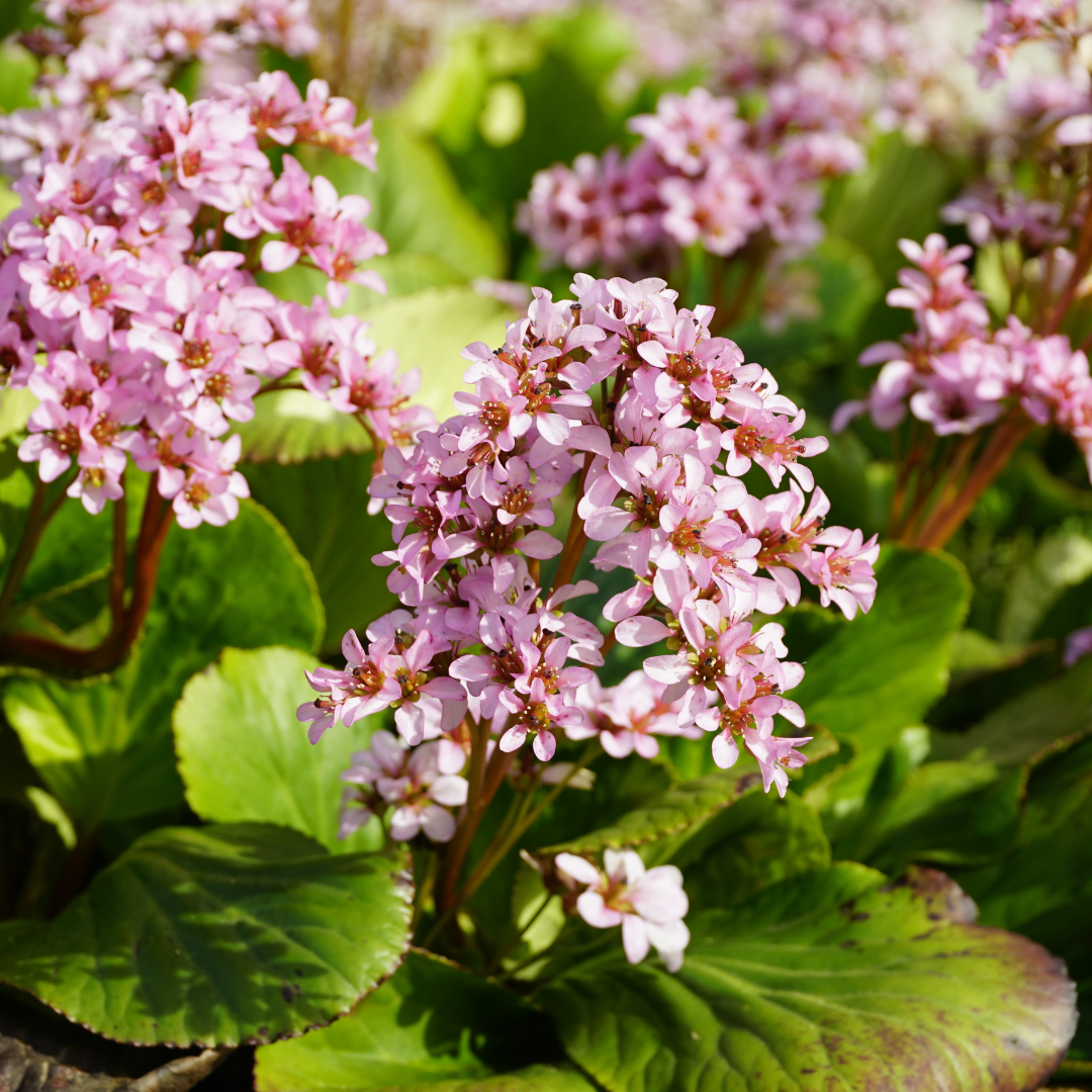 Entretien - Bergénie À Feuilles En Cœur (Bergenia cordifolia) : Guide pratique - La Green Touch