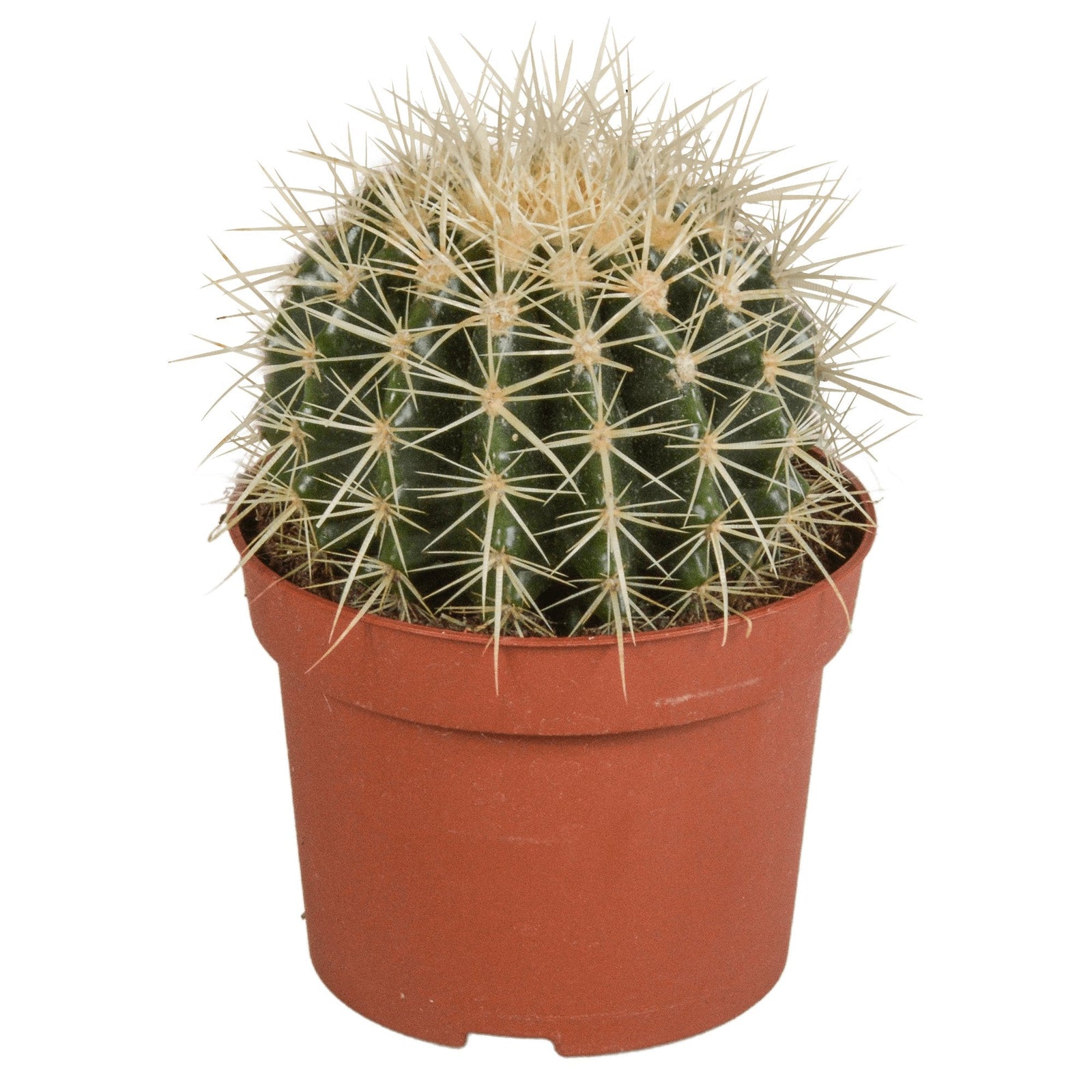Entretien - Cactus Coussin de belle-mère: Guide pratique - La Green Touch