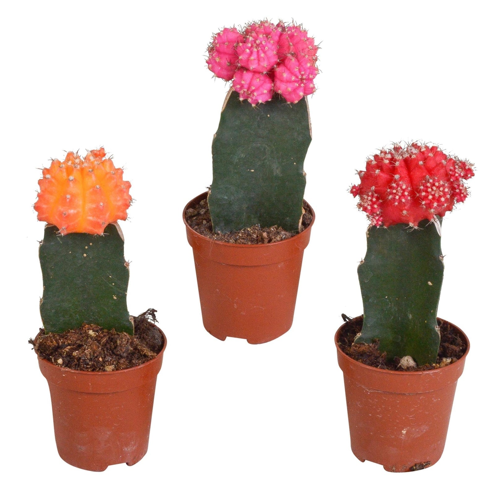 Entretien - Cactus Gymnocalycium: Guide pratique - La Green Touch