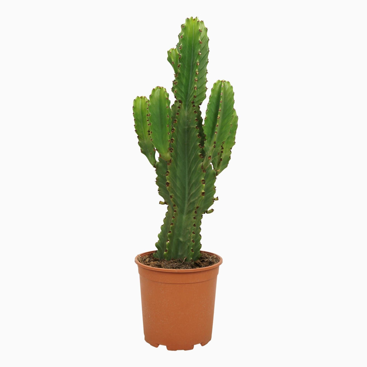 Entretien Cactus Ingens : guide complet et pratique en FR