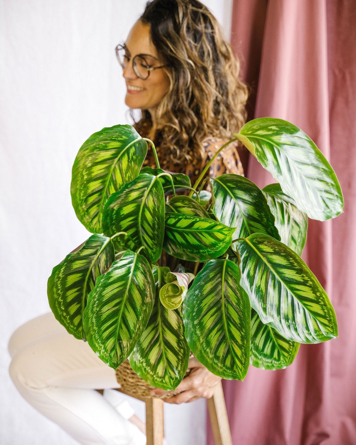 calathea staunässe Calathea 'Stella' – Serres Lavoie main image 0