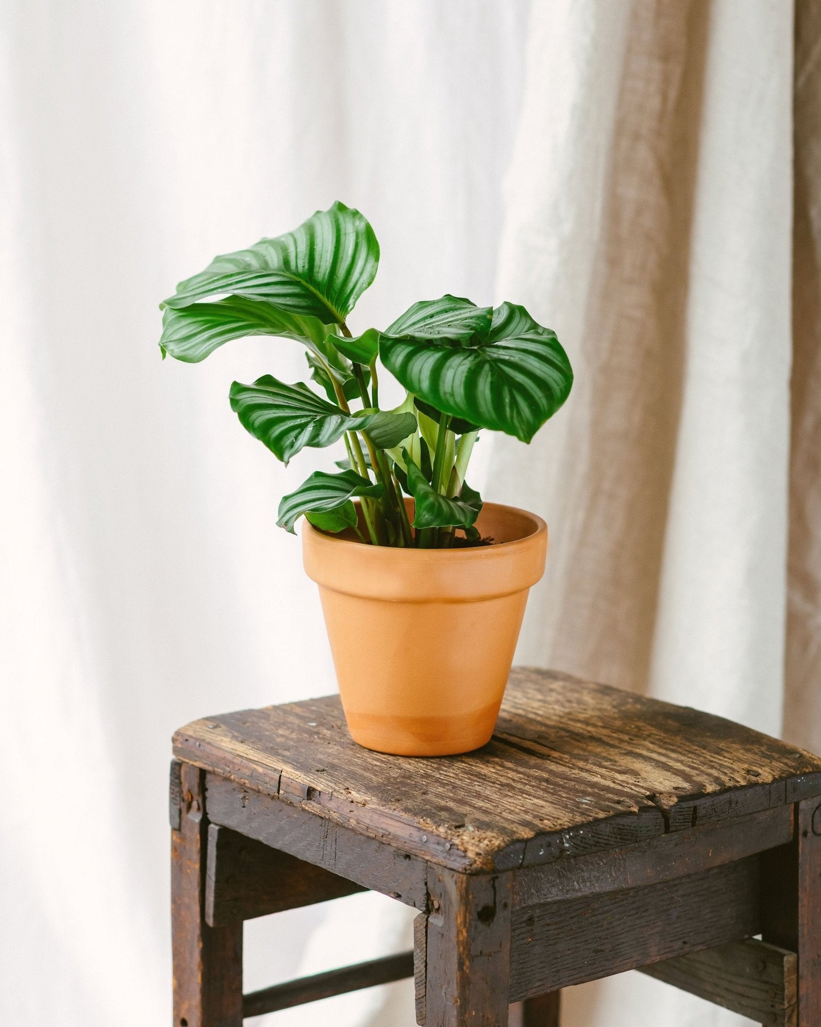 Entretien Calathea Orbifolia - La Green Touch