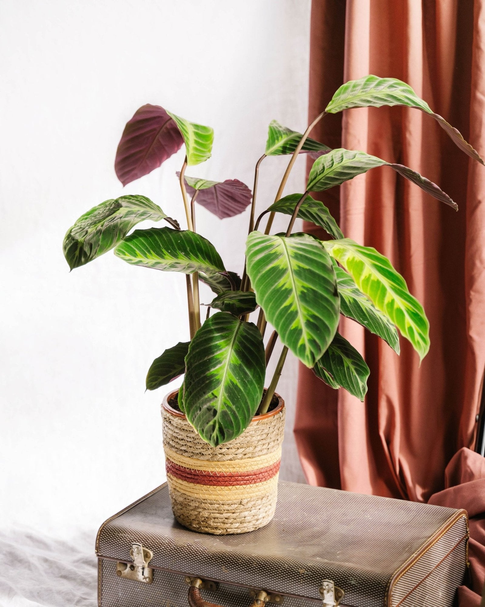 Entretien - Calathea Warscewiczii: Guide pratique - La Green Touch