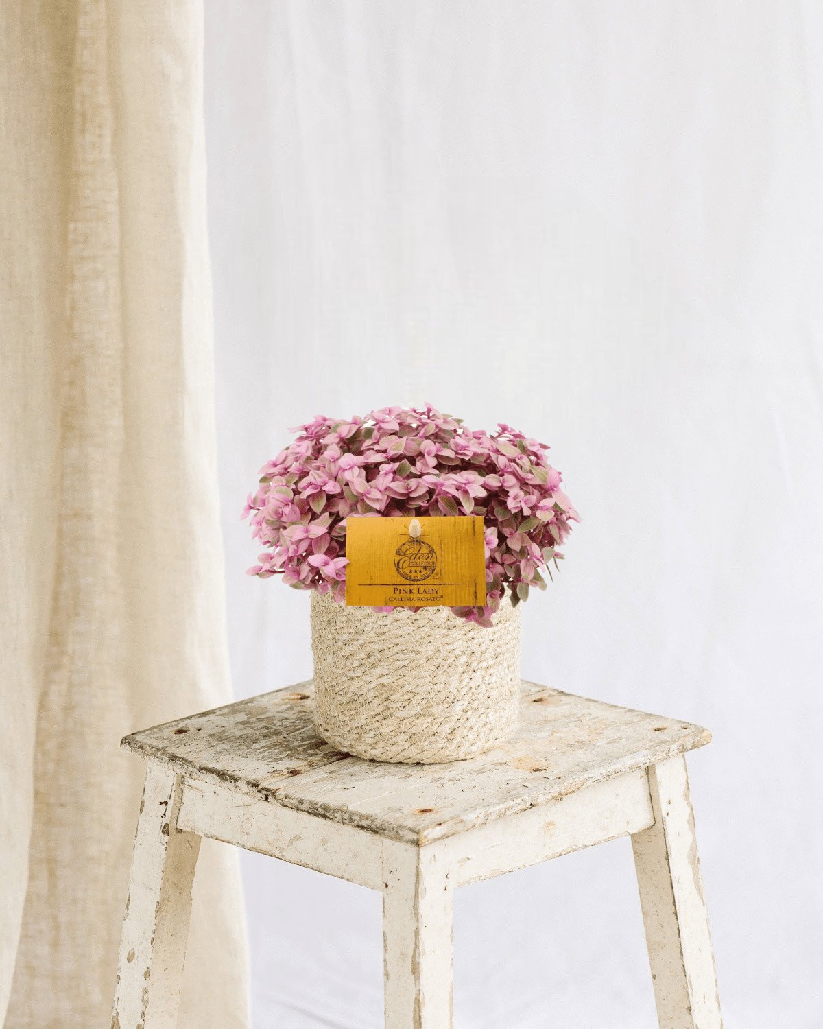 Entretien - Callisia Rosato: Guide pratique - La Green Touch