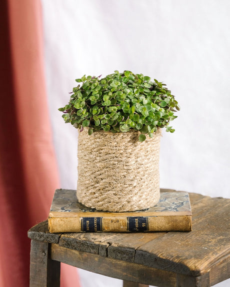 Entretien - Callisia Turtle: Guide pratique - La Green Touch