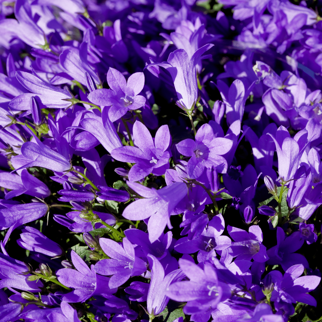 Entretien Campanule à feuilles de pêcher guide pratique — free download