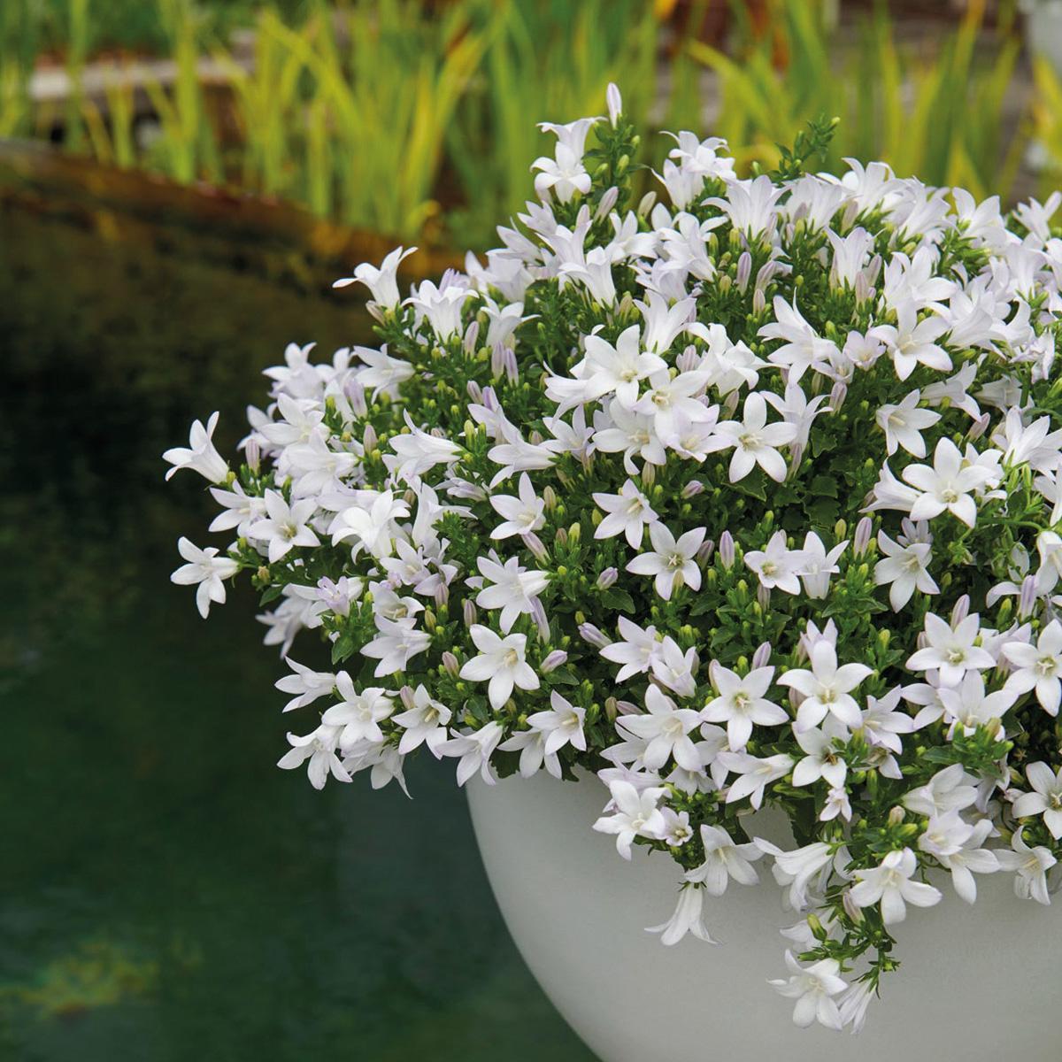 Entretien - Campanule (Campanula) : Guide pratique - La Green Touch