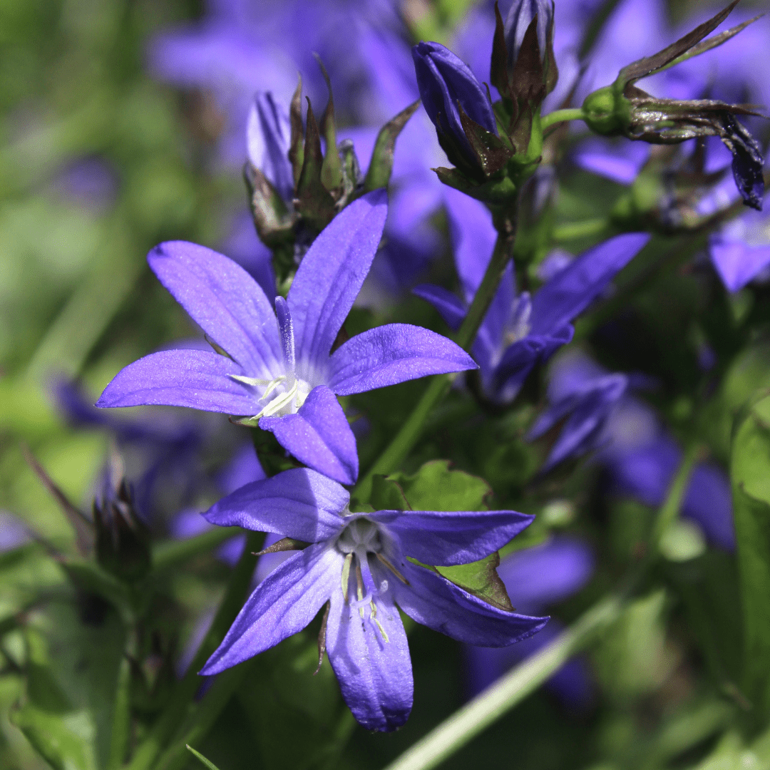 Entretien - Campanule Des Murs (Campanula poscharskyana) : Guide pratique - La Green Touch