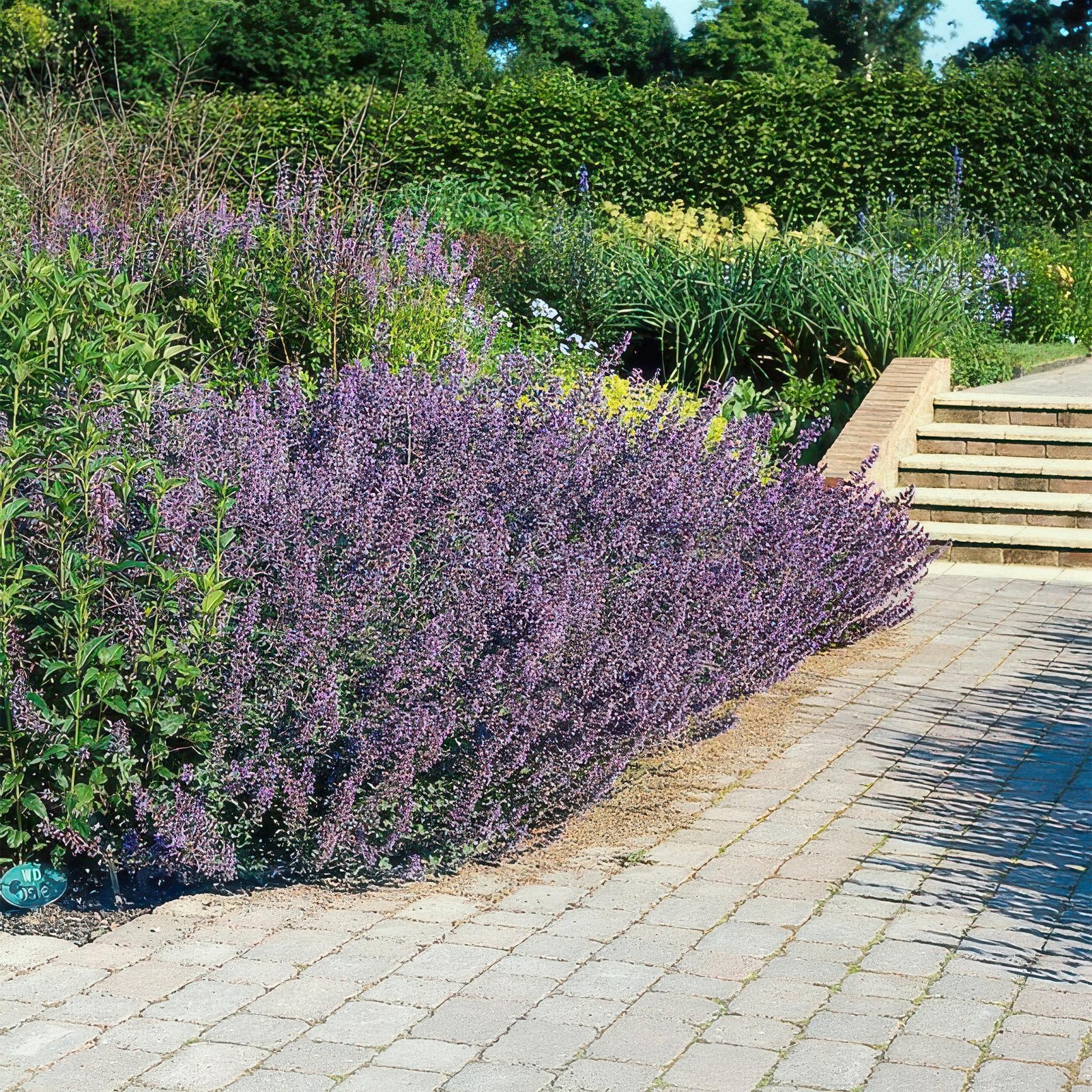 Entretien - Cataire (Nepeta x faassenii) : Guide pratique - La Green Touch