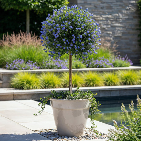 Entretien - Céanothe (Ceanothus impressus) : Guide pratique - La Green Touch
