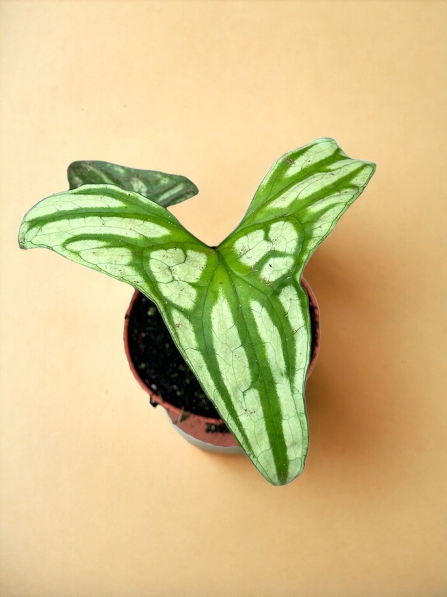 Entretien - Cercestis Mirabilis: Guide pratique - La Green Touch