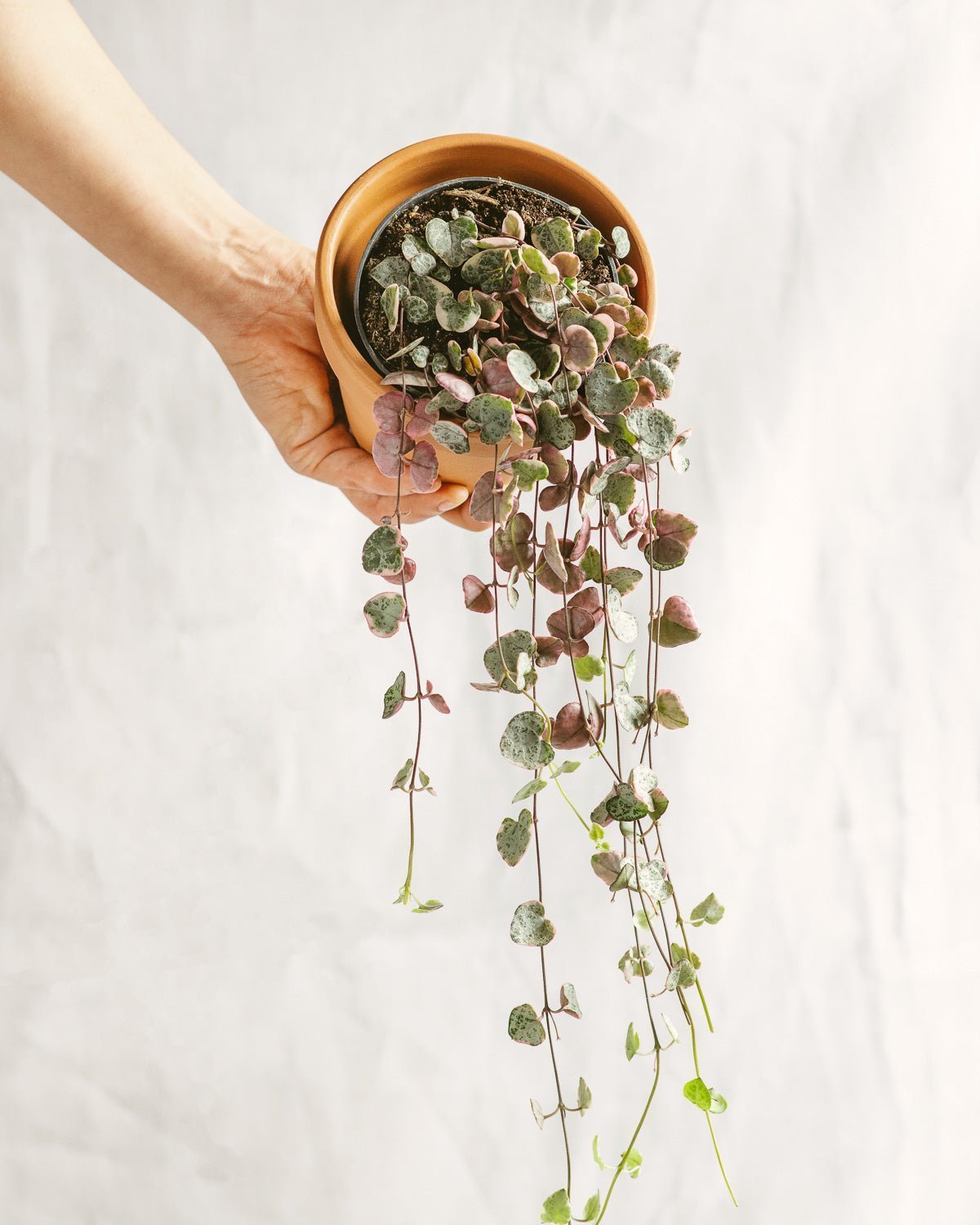 Entretien - Ceropegia Woodii Variegata: Guide pratique - La Green Touch