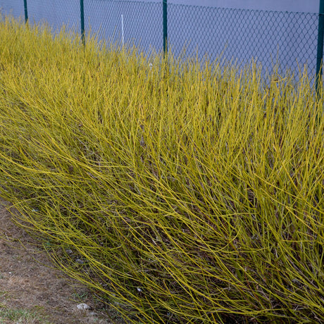 Entretien - Cornouiller Blanc (Cornus sericea) : Guide pratique - La Green Touch