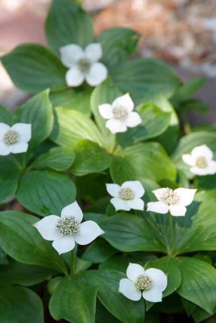 Entretien - Cornouiller Du Canada (Cornus canadensis) : Guide pratique - La Green Touch