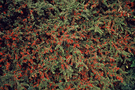 Entretien - Cotonéaster Horizontal (Cotoneaster horizontalis) : Guide pratique - La Green Touch