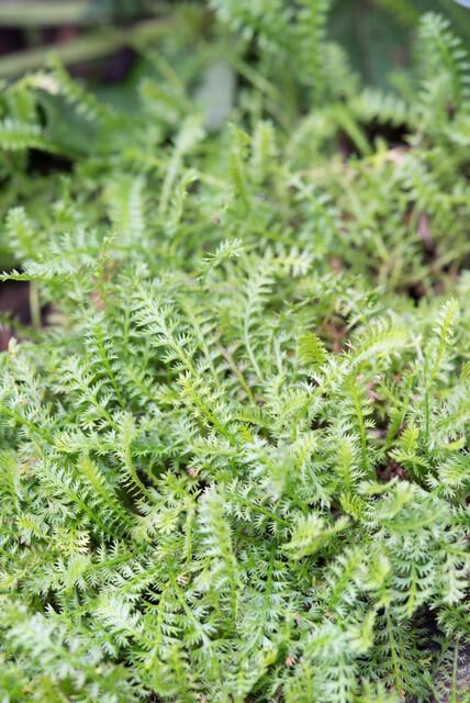 Entretien - Cotule (Leptinella squalida) : Guide pratique - La Green Touch