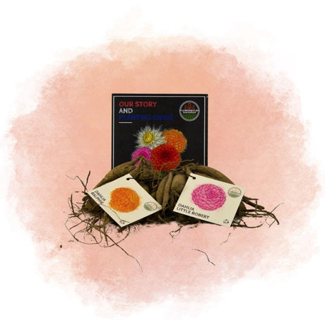 Entretien - Dahlia (Dahlia sp.) : Guide pratique - La Green Touch