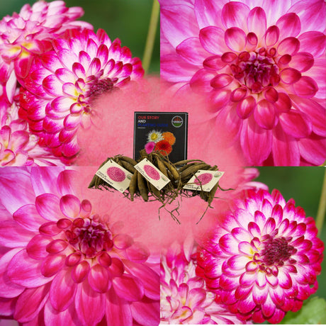 Entretien - Dahlia (Dahlia variabilis) : Guide pratique - La Green Touch