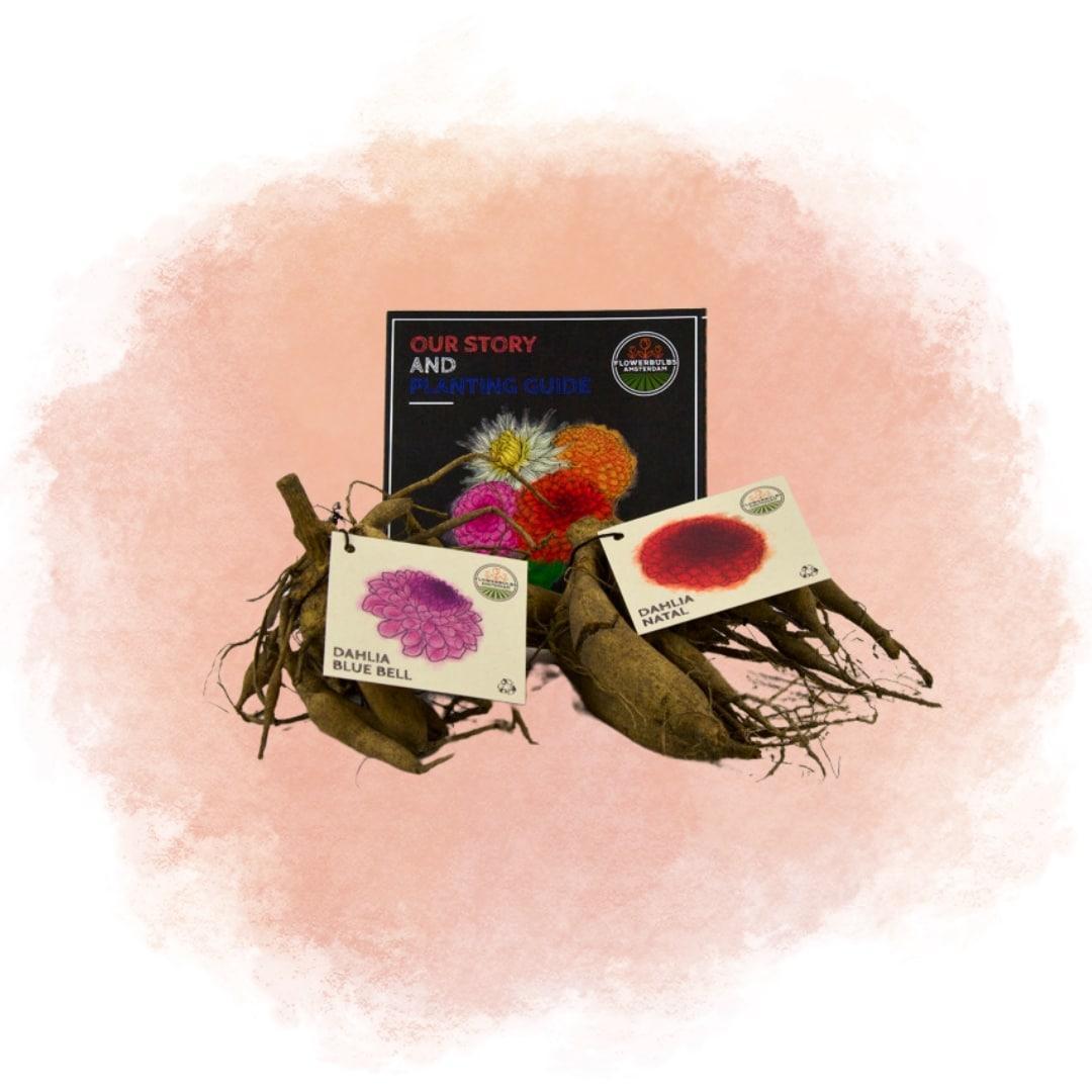 Entretien - Dahlia (Dahlia x hybrida) : Guide pratique - La Green Touch