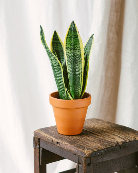 Entretien de la Sansevieria : Guide Complet - La Green Touch