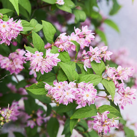 Entretien - Deutzia (Deutzia x hybrida) : Guide pratique - La Green Touch